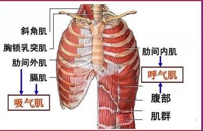 游泳-呼吸肌-換氣-吸氣肌-呼氣肌-呼吸-潛水-運動-夏日-肺活量-肺功能-呼吸訓練器-肺功能檢測儀-呼吸峰流速儀-游泳姿勢-運動員-呼吸困難