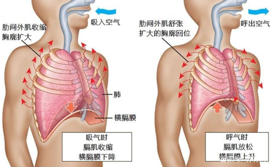 跑步-呼吸肌-換氣-吸氣肌-呼氣肌-呼吸-慢跑-運動-夏日-肺活量-肺功能-呼吸訓(xùn)練器-肺功能檢測儀-呼吸峰流速儀-跑步姿勢-運動員-呼吸困難-快跑-競跑